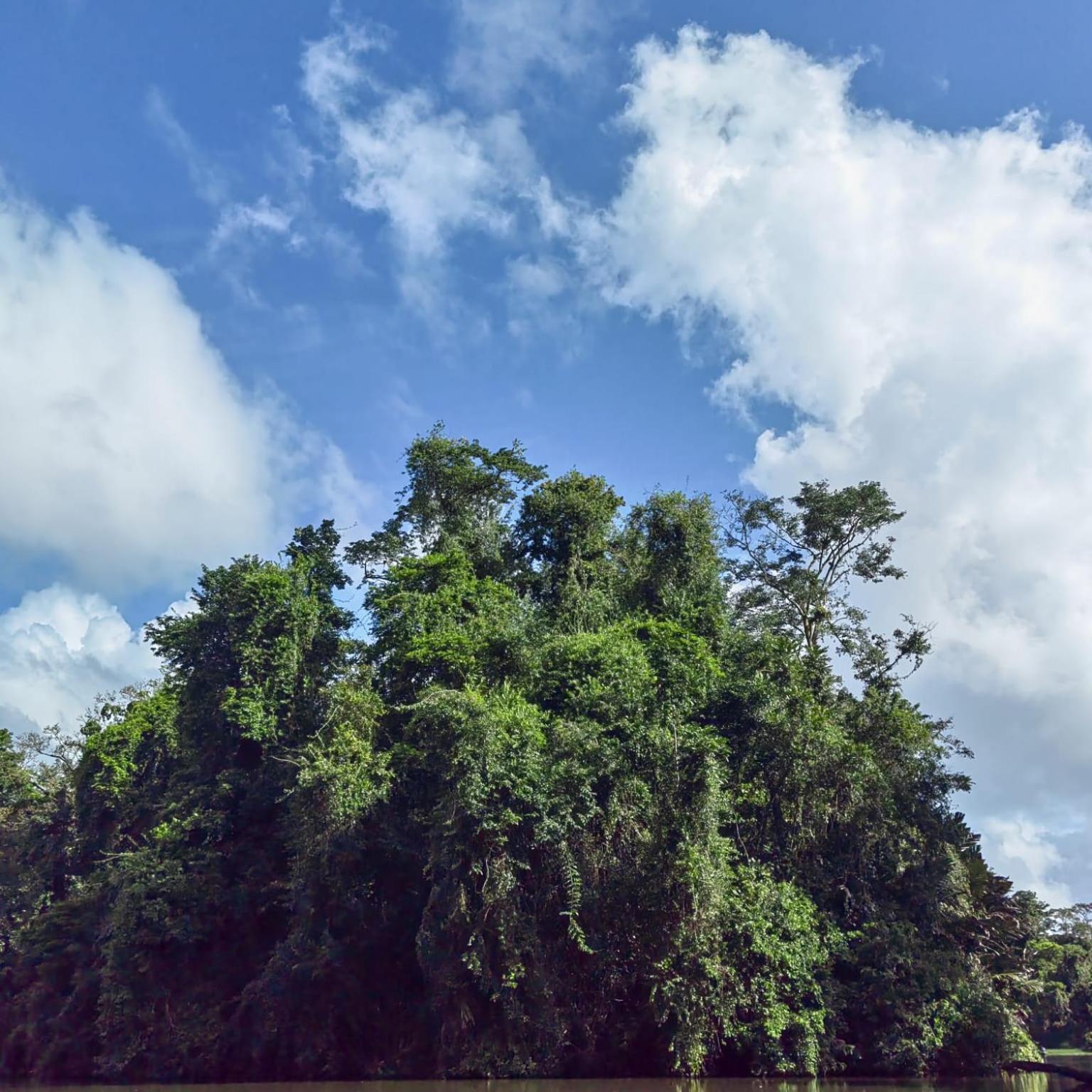 Tortuguero Villas Extérieur photo