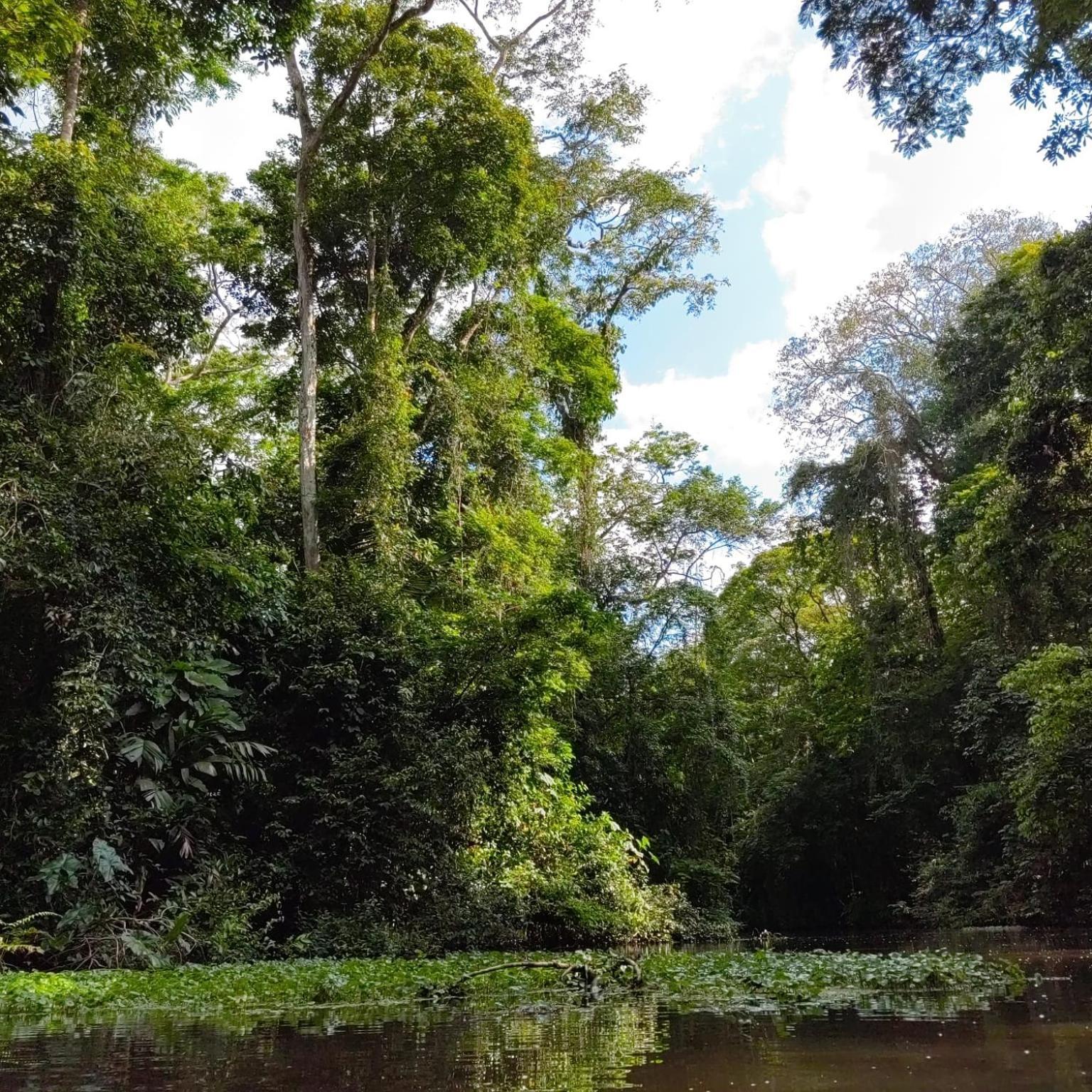 Tortuguero Villas Extérieur photo